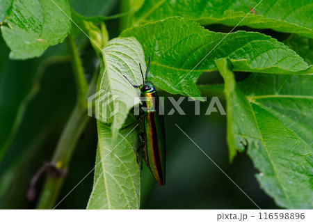 葉に止まるタマムシ科タマムシ 葉に止まるタマムシ科タマムシ 116598896