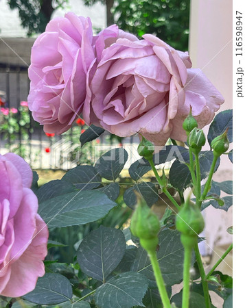 Light violet rose high resolution Light violet rose high resolution 116598947