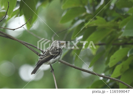 コサメビタキ コサメビタキ 116599047