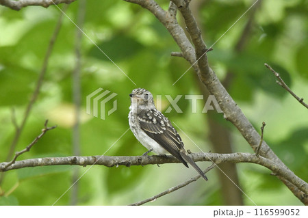 コサメビタキ コサメビタキ 116599052