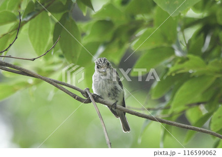 コサメビタキ 116599062