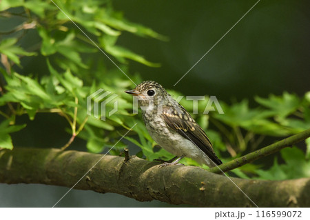 コサメビタキ 116599072