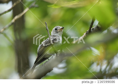 コサメビタキ 116599086