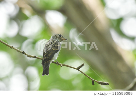 コサメビタキ コサメビタキ 116599099