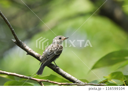 コサメビタキ 116599104