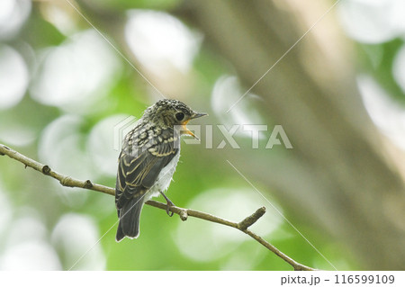 コサメビタキ コサメビタキ 116599109