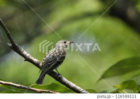 コサメビタキ 116599111