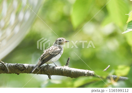 コサメビタキ 116599112