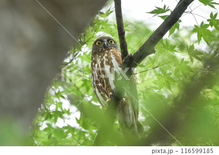 アオバズク 116599185