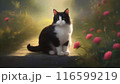 夕日を浴びる猫 116599219