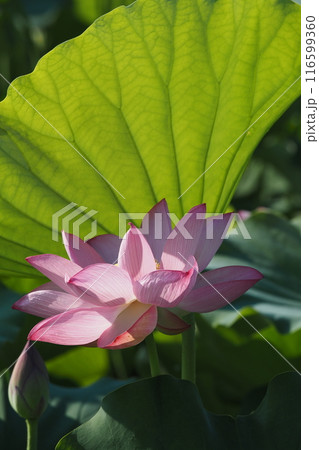 蓮の花のある風景 蓮の花のある風景 116599360