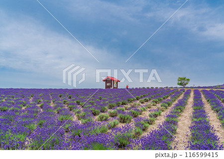 【北海道】上富良野・日の出公園ラベンダー園　夕景 116599415