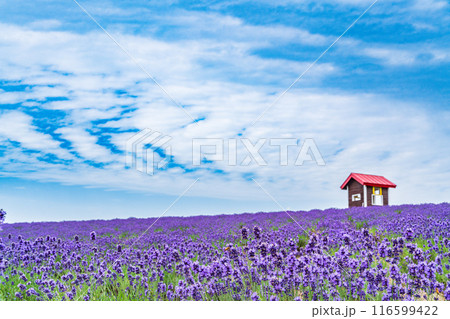 【北海道】上富良野・日の出公園ラベンダー園 夕景 【北海道】上富良野・日の出公園ラベンダー園 夕景 116599422