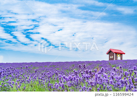 【北海道】上富良野・日の出公園ラベンダー園　夕景 116599424