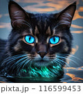 見つめる猫 116599453