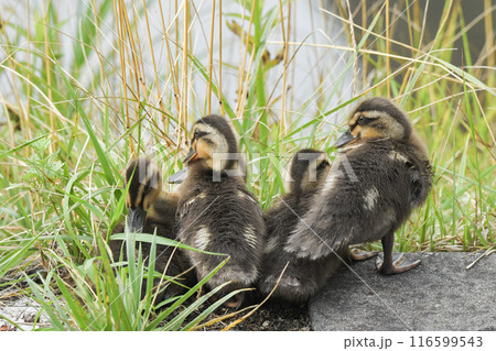 カルガモの雛 カルガモの雛 116599543