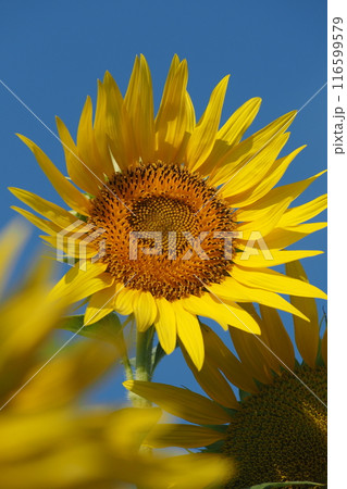 青空に映えるひまわり 116599579