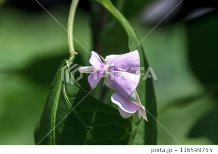 蝶型で紫色の花が咲くジュウロクササゲ【マメ科蔓性】 蝶型で紫色の花が咲くジュウロクササゲ【マメ科蔓性】 116599755