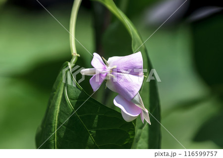 蝶型で紫色の花が咲くジュウロクササゲ【マメ科】 蝶型で紫色の花が咲くジュウロクササゲ【マメ科】 116599757