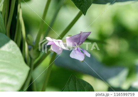 蝶型で紫色の花が咲くジュウロクササゲ【マメ科】 116599759