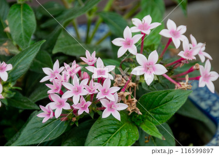 カワイイピンクのペンタスの花 116599897