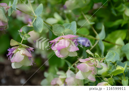 カワイイピンクの花を付けたオレガノケントビューティー カワイイピンクの花を付けたオレガノケントビューティー 116599911