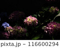 黒バックに浮かび上がるケイトウの花 116600294