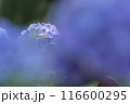 雨に濡れた紫陽花 116600295