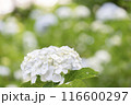白い紫陽花 116600297