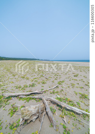「青森県」みちのく潮風トレイル大須賀海岸の風景・八戸市 「青森県」みちのく潮風トレイル大須賀海岸の風景・八戸市 116600305