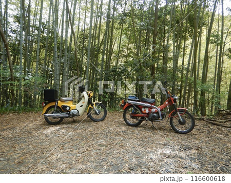 竹藪にホンダカブ2台 竹藪にホンダカブ2台 116600618