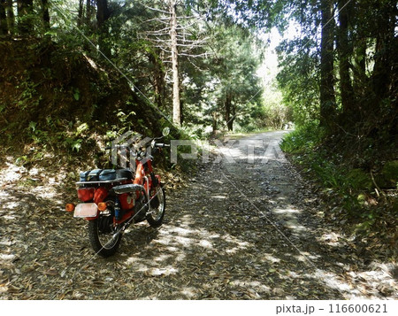 竹藪にハンターカブ 竹藪にハンターカブ 116600621