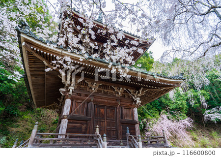 奈良県吉野町 如意輪寺の多宝塔と満開のしだれ桜 奈良県吉野町 如意輪寺の多宝塔と満開のしだれ桜 116600800