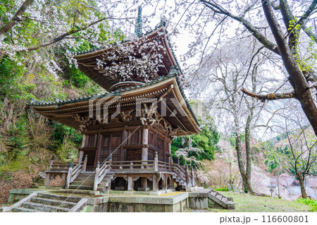 奈良県吉野町 如意輪寺の多宝塔と満開のしだれ桜 奈良県吉野町 如意輪寺の多宝塔と満開のしだれ桜 116600801