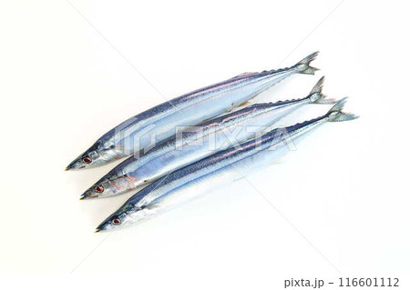 サンマ 秋刀魚 さんま サンマ 秋刀魚 さんま 116601112