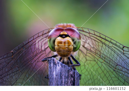 赤とんぼのアップ 116601152