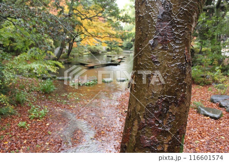 落ち葉のある風景 116601574