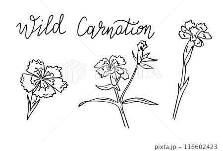 Flowers contour doodle set with wild carnation Flowers contour doodle set with wild carnation 116602423