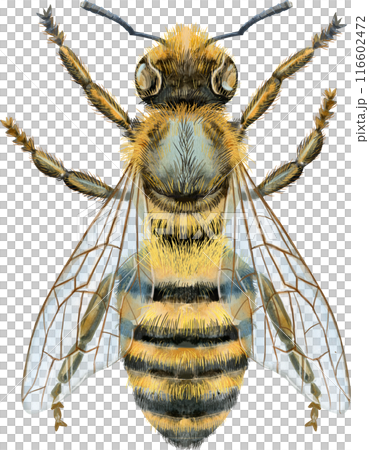 Bee watercolor illustration. Watercolor painting art. Hand painted. Bee watercolor illustration. Watercolor painting art. Hand painted. 116602472