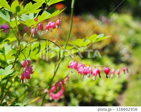 ケマンソウの可愛い花 116602916