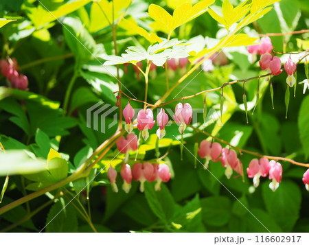 ケマンソウの可愛い花 ケマンソウの可愛い花 116602917