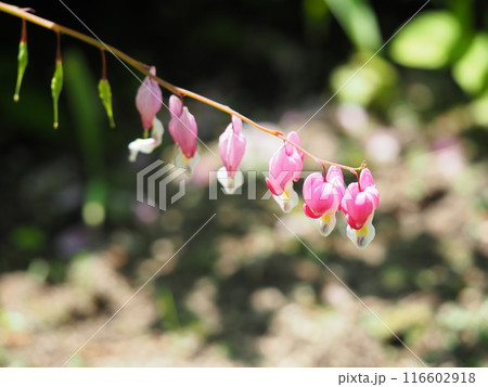 ケマンソウの可愛い花 116602918