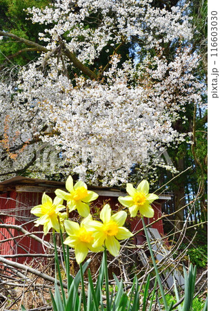 里山の桜（新潟県）の写真素材 [116603030] - PIXTA