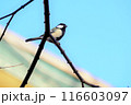 枝に止まるシジュウカラ 116603097