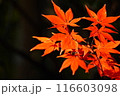 真っ赤な紅葉（モミジ） 116603098