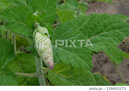 Salvia sclarea turkestanica grows in meadow. Cultivated for its romantic pink flowers. Flowers blooming. Cottage garden. 116603273