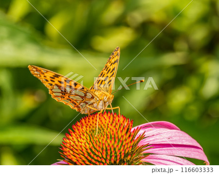 Queen of spain fritillary resting on echinacea flower 116603333
