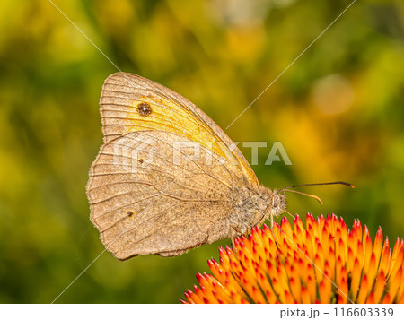 Small heath butterfly resting on echinacea flower Small heath butterfly resting on echinacea flower 116603339