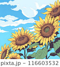 夏の青空のもとで咲くひまわりのイラスト 116603532