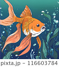 泳ぐ金魚 116603784